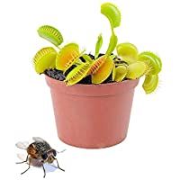 Los mejores  - Planta Carnívora Venus Atrapamoscas Dionaea Muscipula en Maceta Pequeña Planta Viva Que Come Insectos